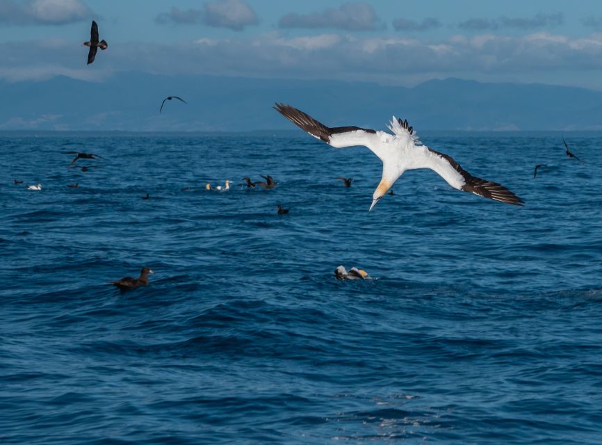 From Tauranga: Half-Day Swimming With Dolphins Tour - Key Points