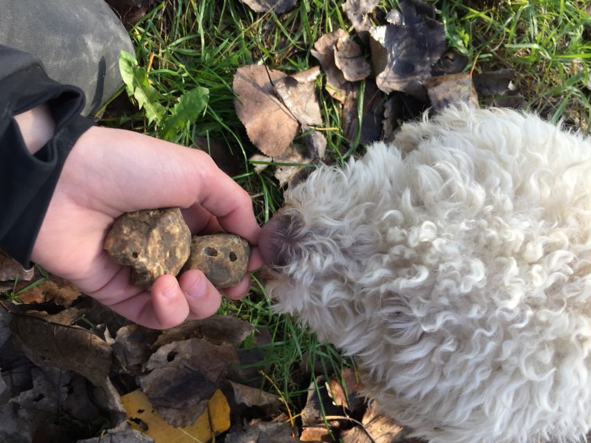 From Tortona: Piedmont Truffle Hunting Experience - Key Points