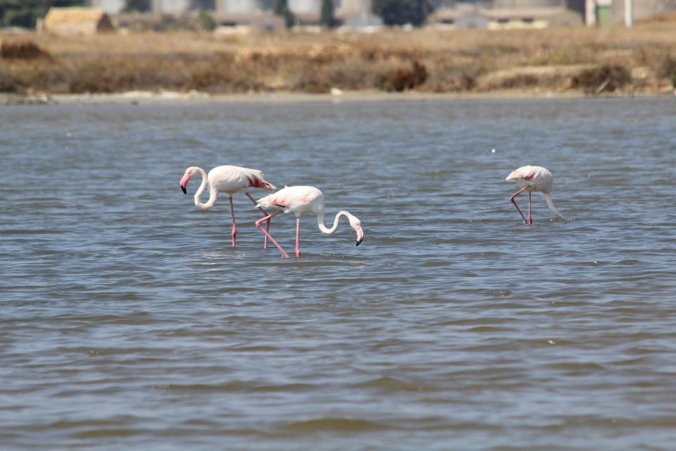 From Trapani: Salt Road Tour With Winery Visit and Boat Trip - Key Points