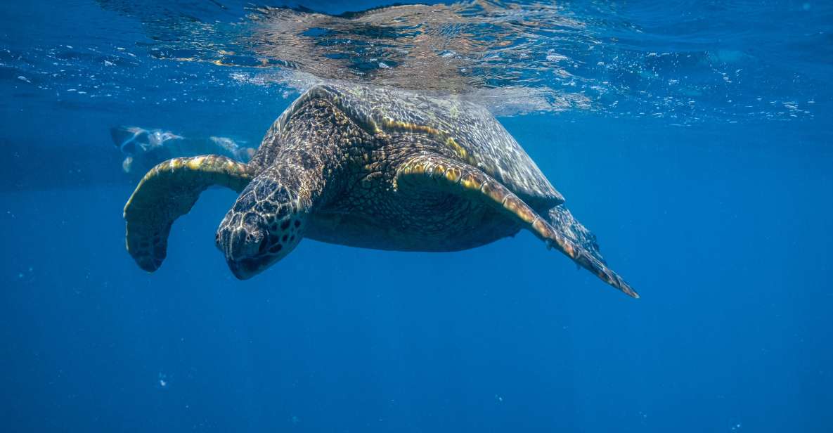 From Waikiki: Turtle Canyons Snorkeling Tour - Key Points