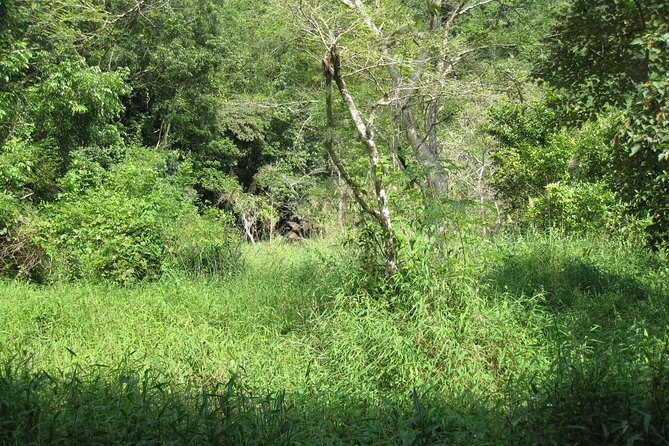 Full Day Hikking in Jungle of Cat Ba National Park - Overview of Cat Ba National Park