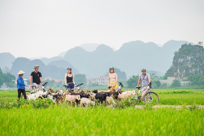 Full Day Hoa Lu Temples & Tam Coc Boating- Cycling - Key Points