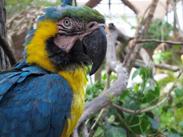 Full-Day Tour Isla Baru - National Aviary of Colombia and Playa Blanca - Key Points