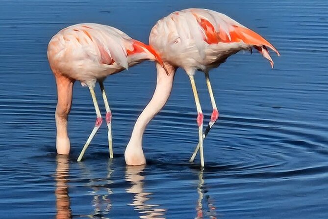 Full Day Tour to Piedras Rojas, Altiplanic Lagoons and Chaxa - Tour Highlights