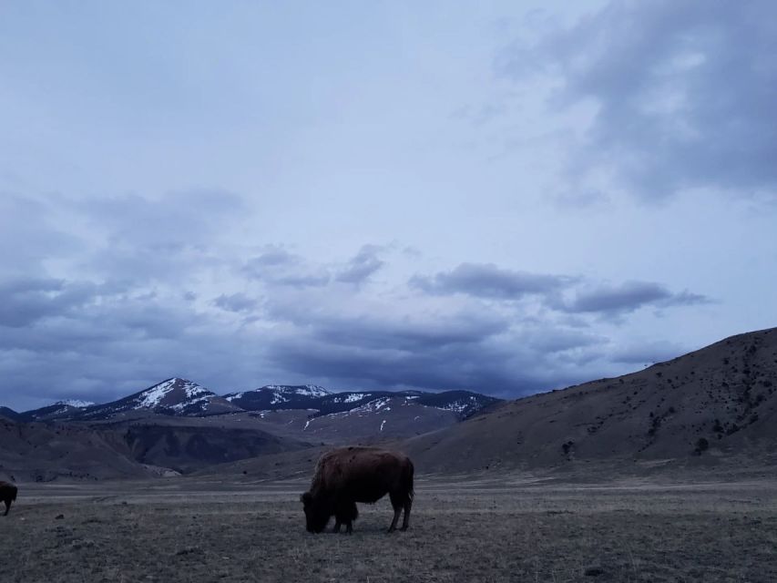 Gardiner: Yellowstone National Park Half Day Guided Hike - Key Points