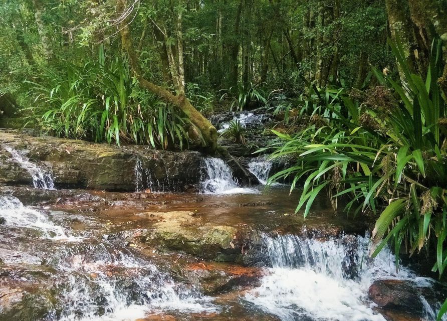 Gold Coast: Glow Worms Nocturnal Rainforest & Waterfall Walk - Key Points