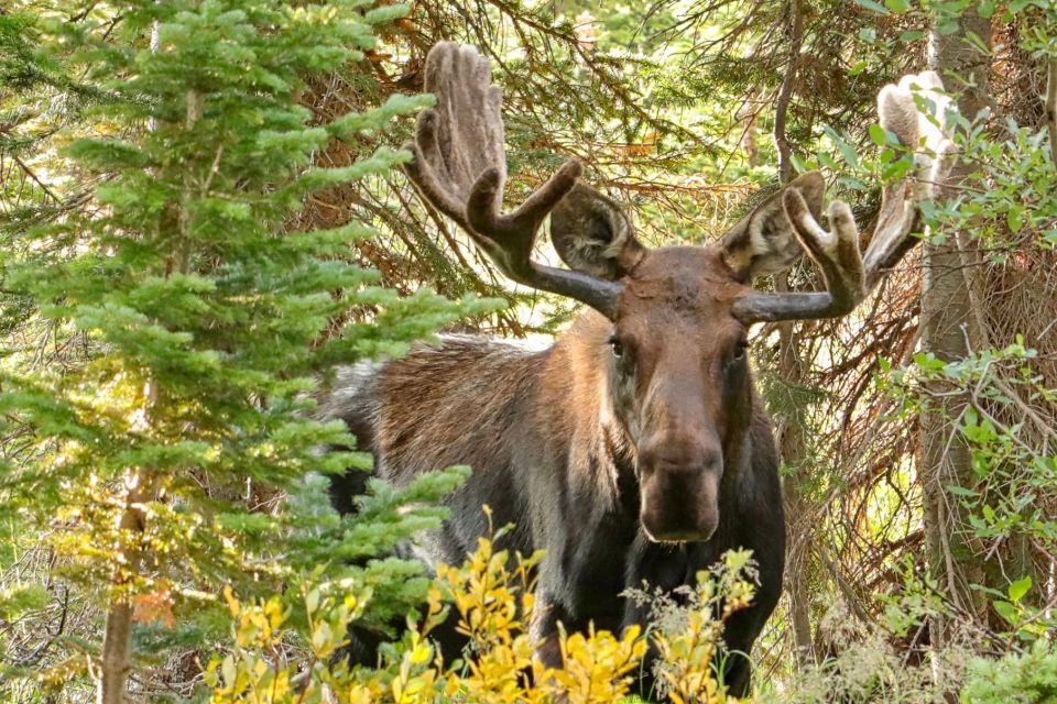 Half-Day RMNP Lakes and Meadows Tour-RMNPhotographer - Key Points