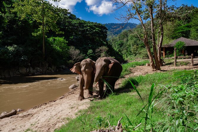 Half Day Visit Smile Elephant Chiang Mai - Key Points