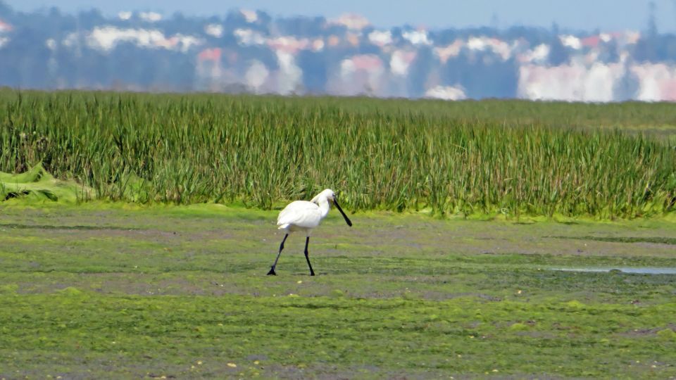 Hello: Private Boat Tour to Ria Formosa - Key Points