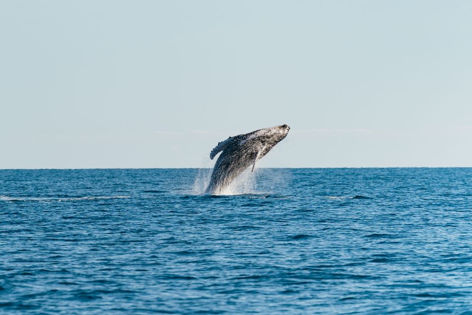 Hervey Bay: Exclusive Whale Watch Encounter - Key Points