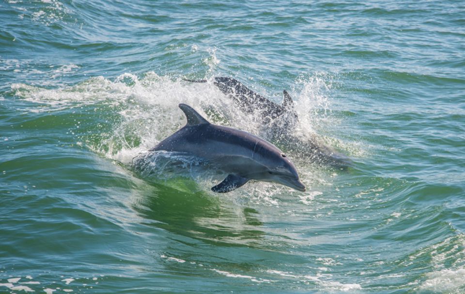 Huatulco: Sunrise Dolphin Watching With Beach Visit - Tour Overview