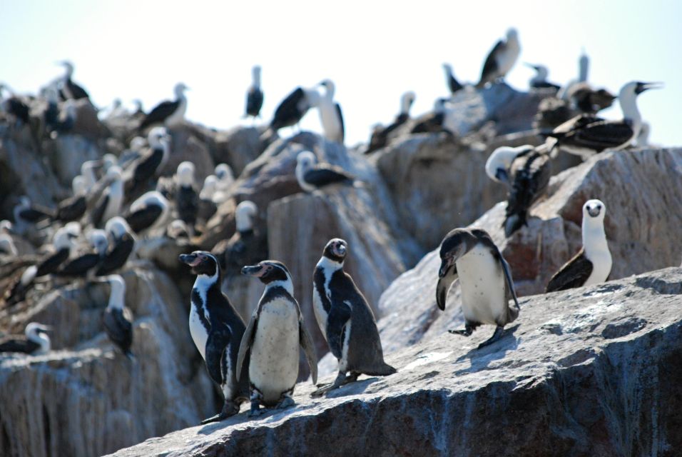 Islas Ballestas Full Day - Key Points