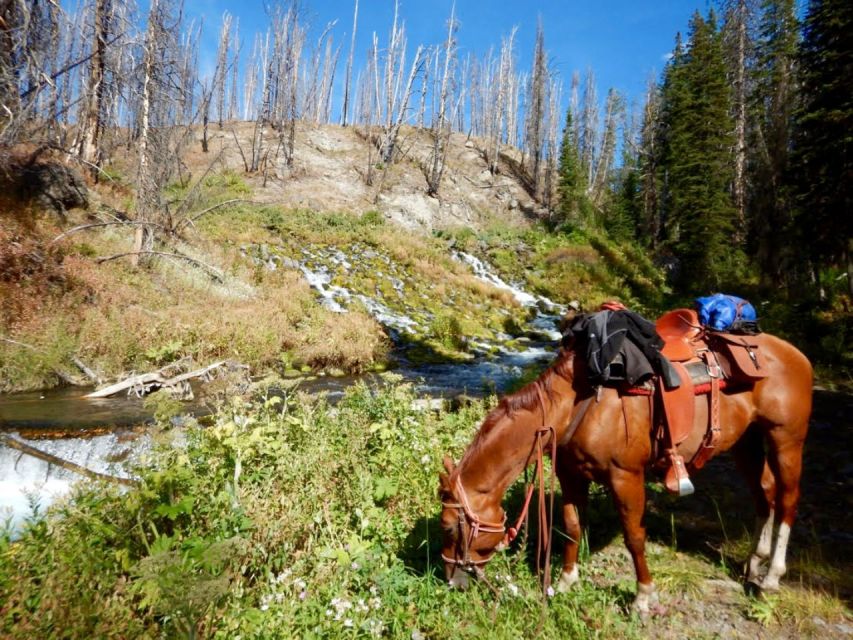 Jackson Hole: Dinner Cookout & Bridger-Teton Horseback Ride - Key Points