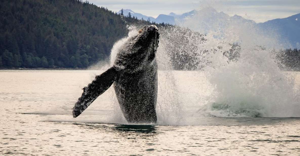 Juneau: Mendenhall Glacier Waterfall & Whale Watching Tour - Key Points