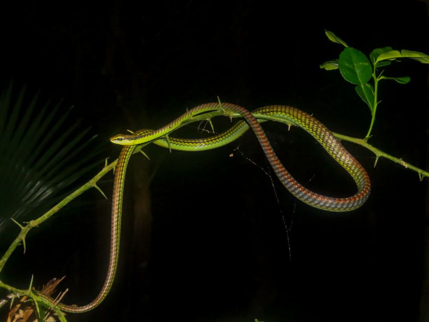 Jungle Night Tour : Finding Snakes and Night Species - Key Points