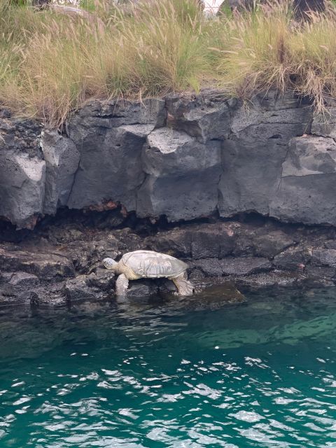 Kailua-Kona: Captain Cook Reef Catamaran Day Trip With Lunch - Key Points