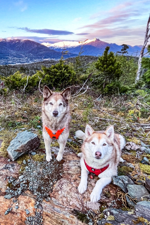 Ketchikan: Husky Walking Tour - Key Points