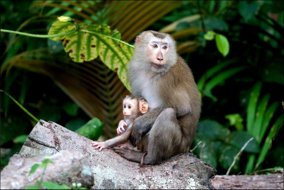 Khao Yai National Park: Waterfalls - Heaw Narok & Heaw Suwat - Key Points