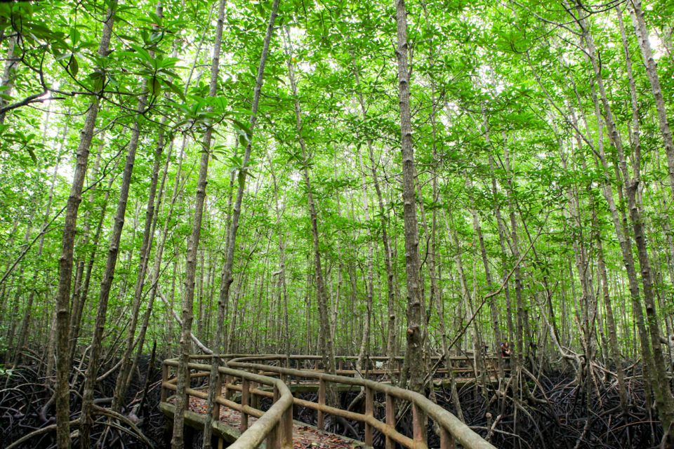 Ko Lanta: Mangrove Tour by Long Tail Boat - Key Points