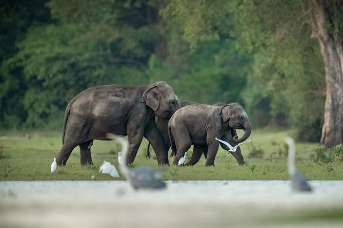 Kumana National Park Half Day Jeep Safari - Key Points