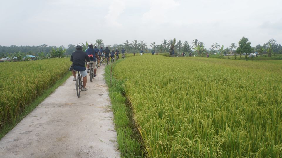 Kuta: Kintamani Culture and Nature Guided Cycling Tour - Key Points