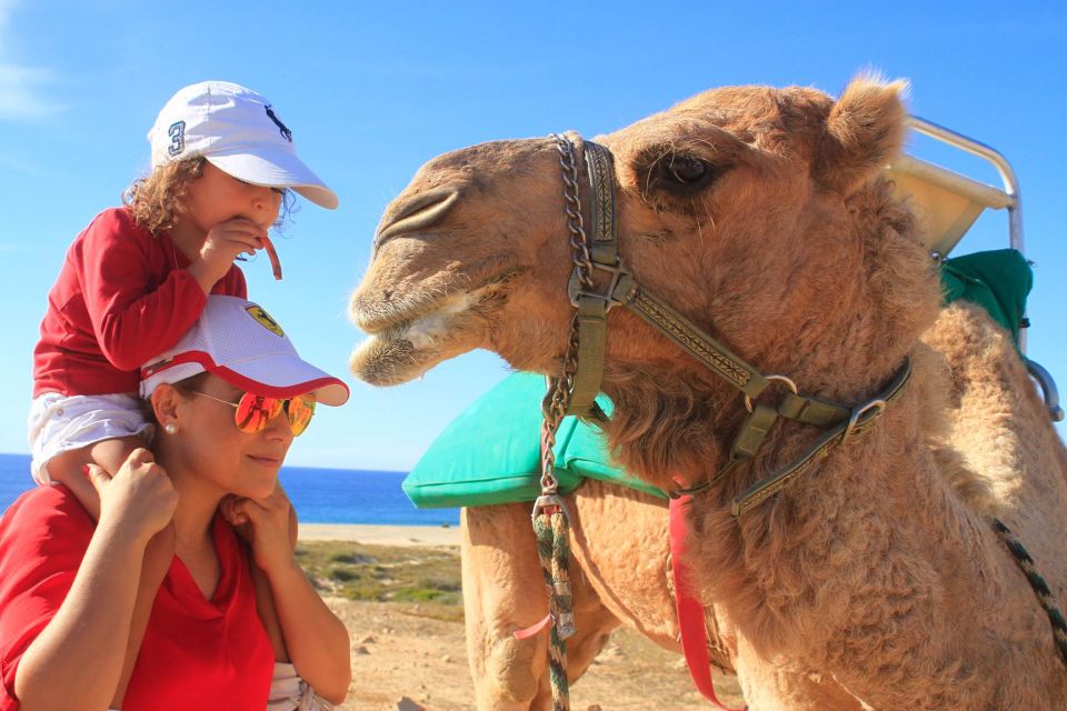 Los Cabos: Camel Ride Safari With Lunch and Tequila Tasting - Key Points