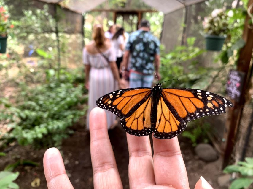 Maui: Interactive Butterfly Farm Entrance Ticket - Key Points