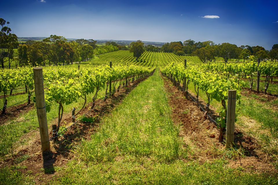 McLaren Vale Winery Experience - Small Group Tour - Key Points