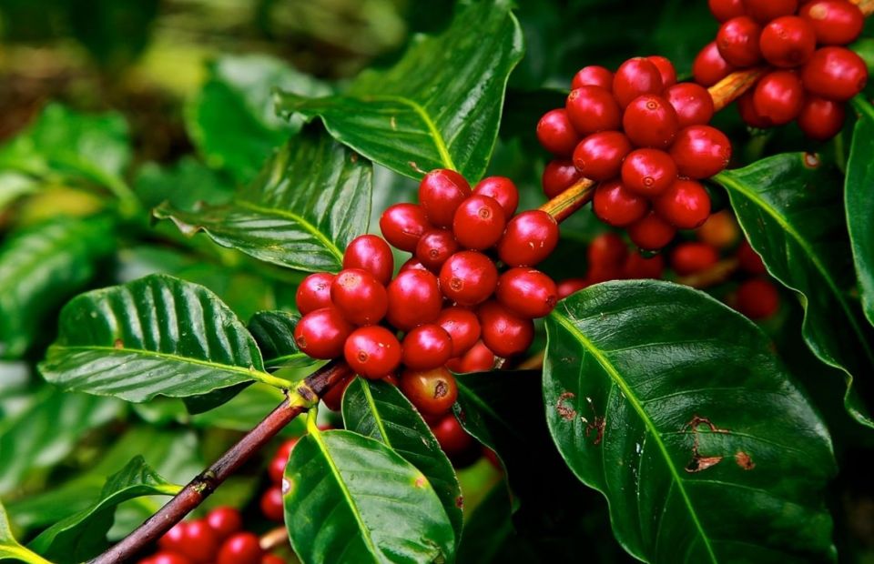 Miches: The Los Haitises Cacao & Coffee Hike/Boat Tour - Key Points