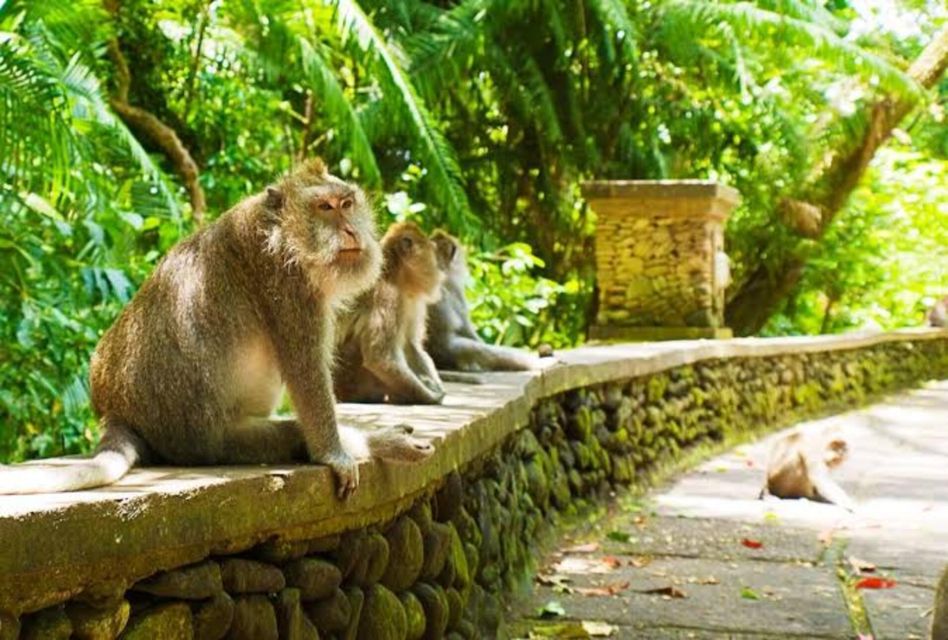 Monkey Forest, Rice Terrace, Water Temple & Waterfall Tour. - Key Points