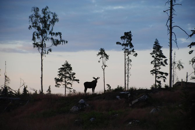 Moose Safari in the Wild Sweden Tiveden - Key Points