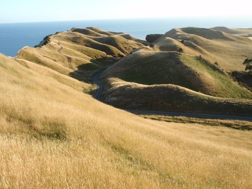 Napier: Cape Kidnappers Gannet, Nature & Sightseeing Tour - Key Points