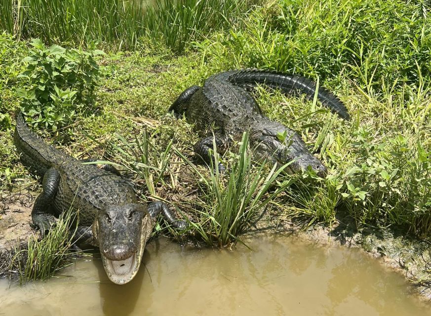 New Orleans: 16 Passenger Airboat Swamp Tour - Key Points