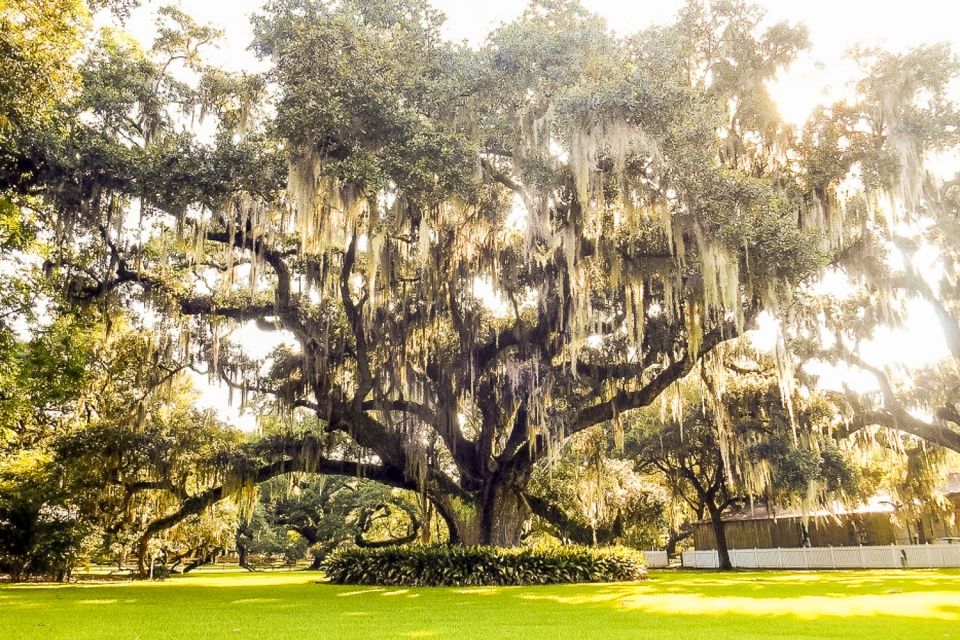 New Orleans: Destrehan Plantation & Swamp Combo - Key Points