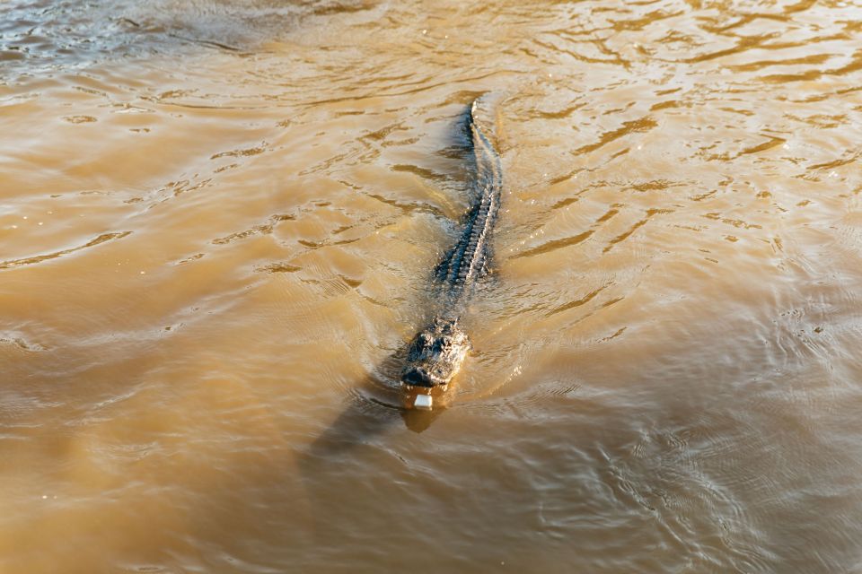 New Orleans: Guided Swamp Cruise by Tour Boat - Key Points