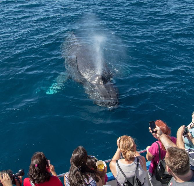 Newport Beach: Year-Round Whale Watching Cruise - Key Points