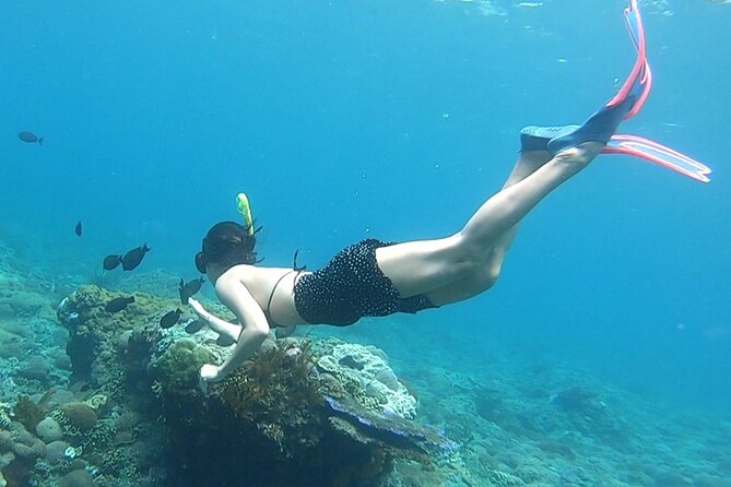 NNUSA Penida: Snorkeling at 2 - 4 Spots, Manta Point or Manta Bay - Key Points
