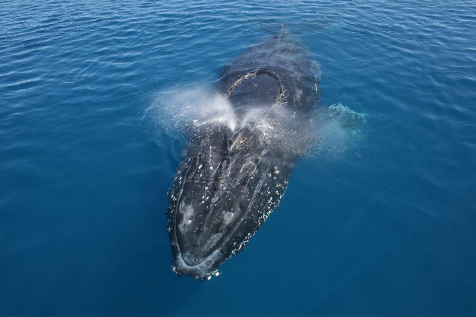 Noosa: Humpback Whale Watching Tour - Key Points