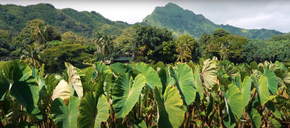 Oahu: Kualoa Farm and Secret Island Tour by Trolley - Key Points