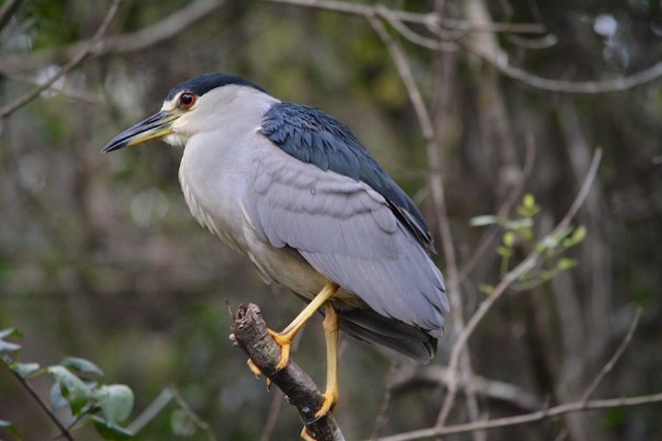 Ochopee: Half-Day Mangrove Tunnel Kayak Tour - Key Points