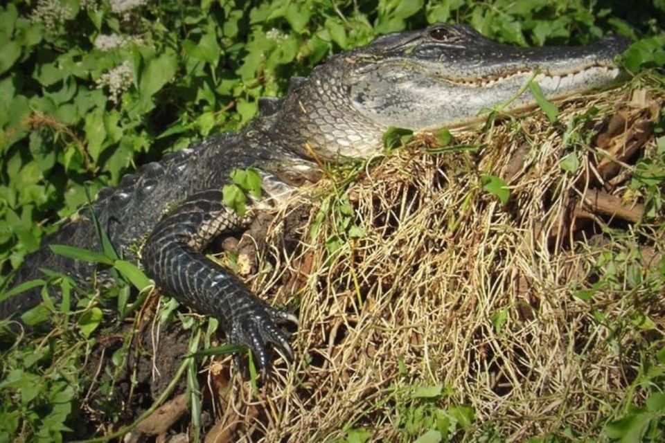 Old Florida Backwater Kayak Adventure Near St. Augustine - Key Points