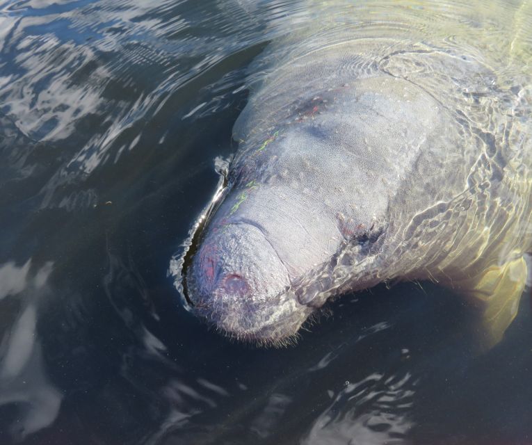 Orlando: Small Group Manatee Discovery Kayak Tour - Key Points