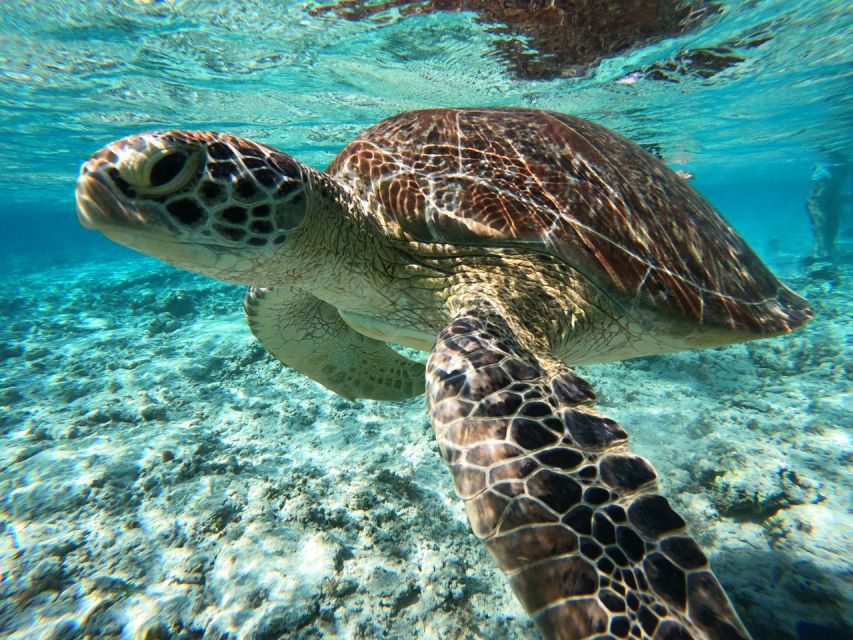 OSEANA ADVENTURE - PUBLIC & PRIVATE SNORKELING - Key Points