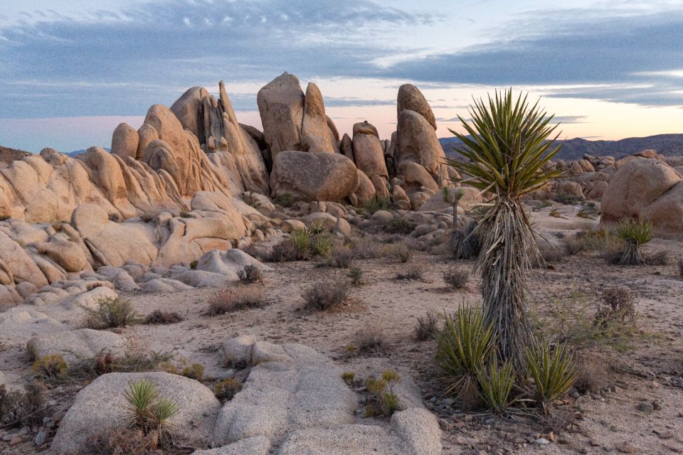 Palm Springs & Joshua Tree: National Park Self-Guided Tours - Key Points