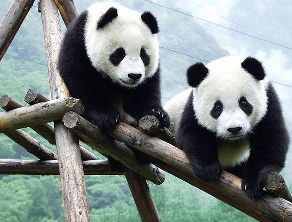 Panda Tour Chengdu Base Dujingyan Center Option Panda Volunteer - Key Points