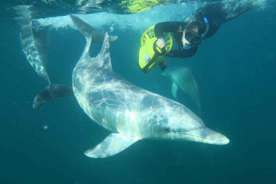 Perth: Swim With Wild Dolphins Tour - Key Points