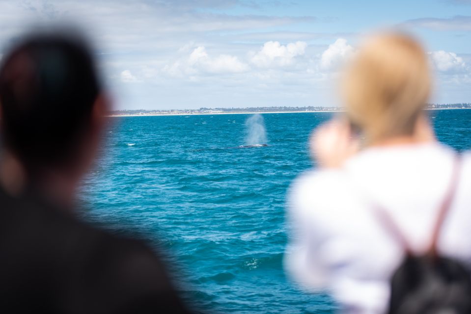 Perth: Whale Watching Cruise From Hillarys Boat Harbor - Key Points