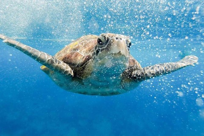 Phi Phi Full Day Tour - Small Group 15 Pax From Krabi - Key Points