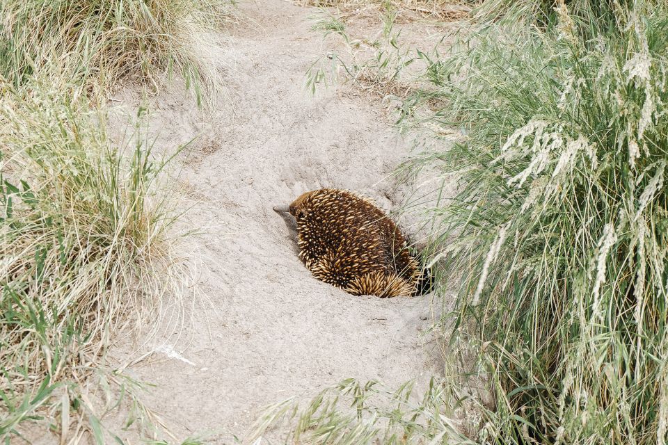 Phillip Island: Nature Hike and Penguin Parade With Guide - Key Points