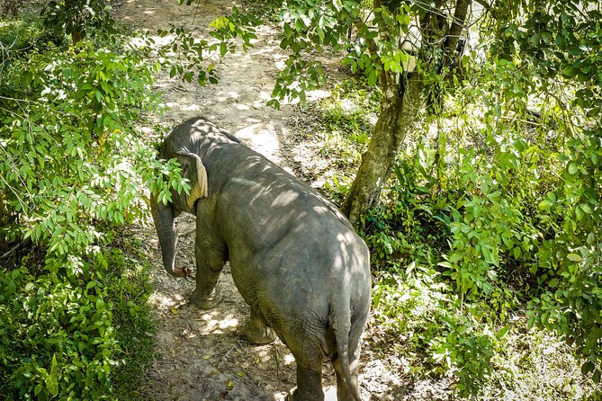 Phuket Elephant Sanctuary Canopy Walkway Tour - Key Points